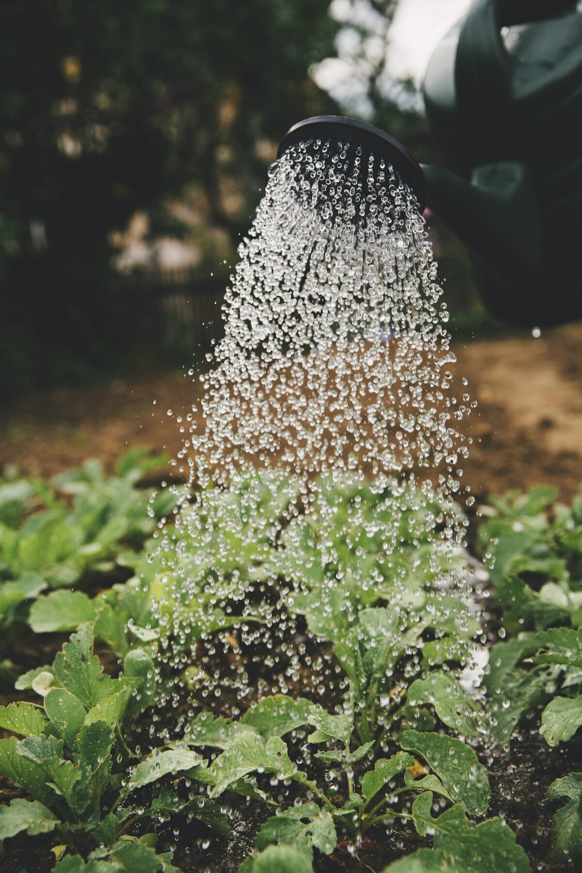 Entretien soigné d’un jardin